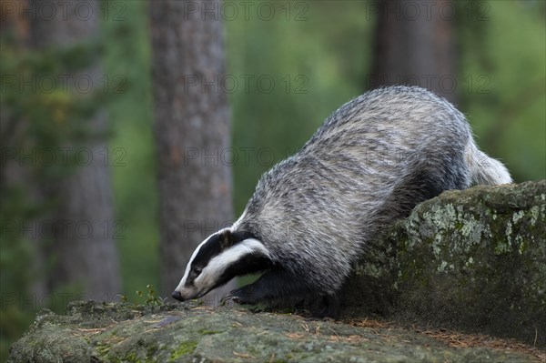 European badger