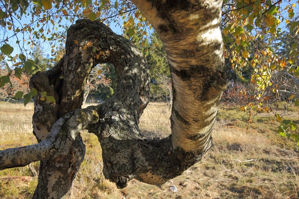 Sunbeams through hanging birch