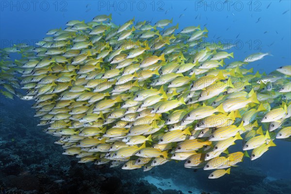 Shoal of Common bluestripe snapper