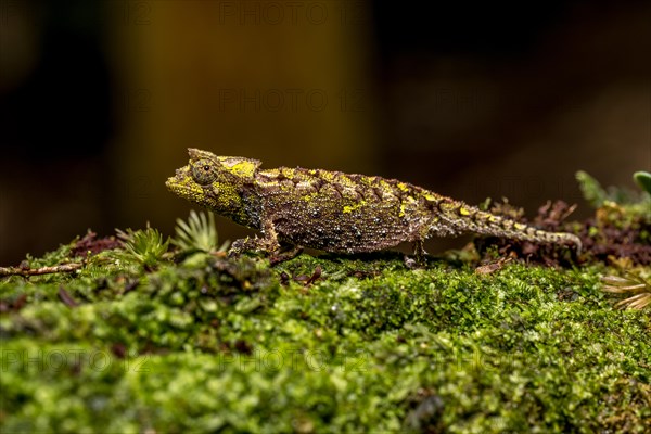 Variegated Earth Chameleon