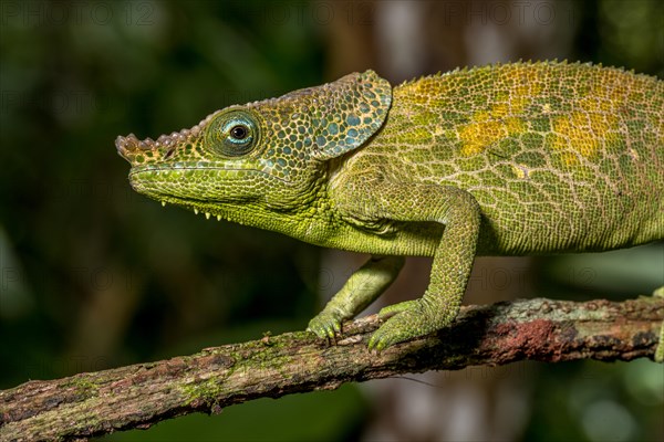 Malthes elephant-eared chameleon