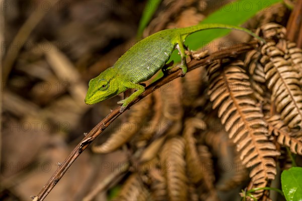 (Calumma guillaumeti), Marojejy National Park, Madagascar, Africa