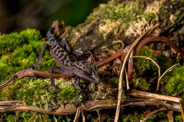 Graceful madagascar ground gecko