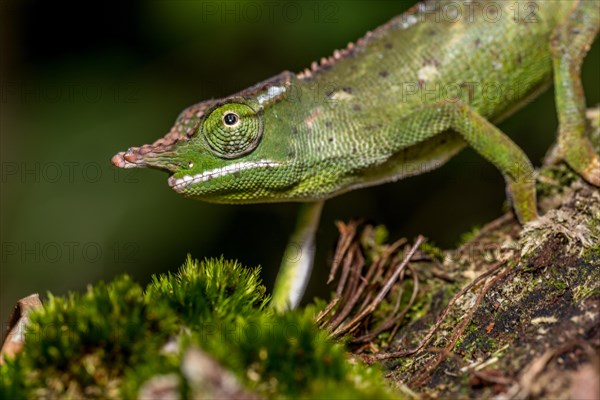 Will's two-horned chameleon