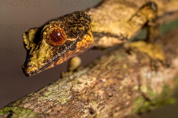 Flat-tailed gecko