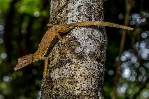 Striped lined leaf-tailed gecko