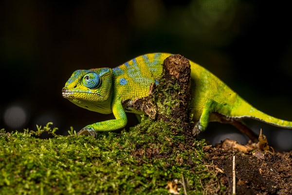 Petters petter's chameleon