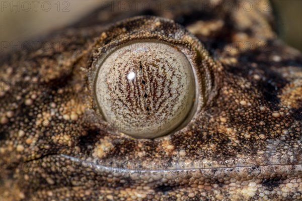 Giant leaf-tailed gecko