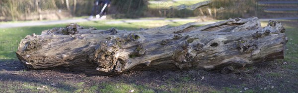 Fallen tree trunk in a meadow