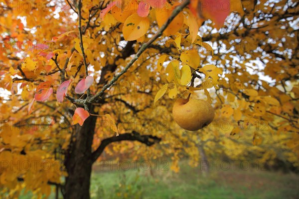 European pear