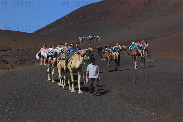 Dromedary Riding for Tourists in Timanfaya National Park