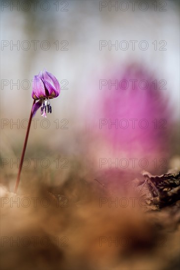 Flowering dog's tooth violet