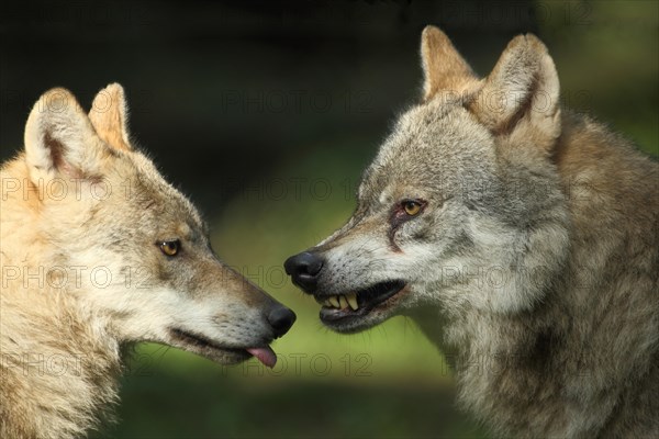 Two wolf head to head