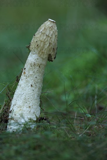 Common Stinkhorn