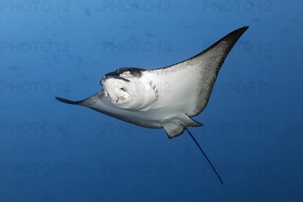 Spotted eagle ray