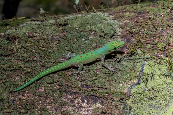 Day gecko