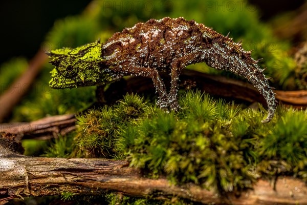 Variegated Earth Chameleon