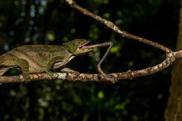 Amber Mountain amber chamaeleon