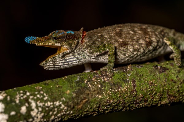 Blue-nosed Chameleon