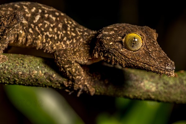 Mossy leaf-tailed gecko