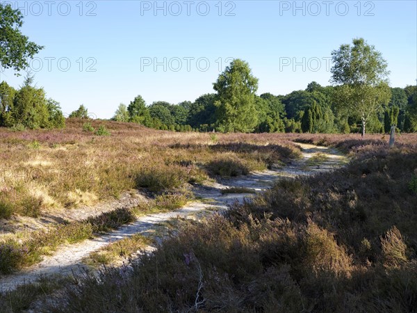 Driveway in the Lueneburg Heath nature park Park during the heath blossom in late summer. Lueneburg Heath