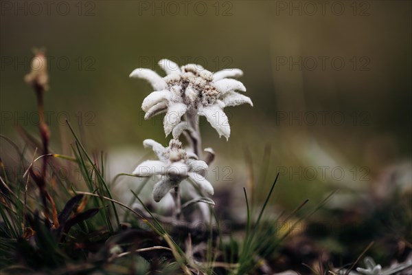 Alpine edelweiss