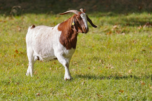 Boer domestic goat