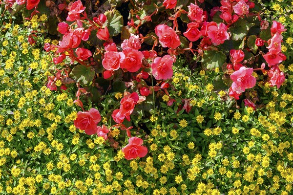 Mexican creeping zinnia