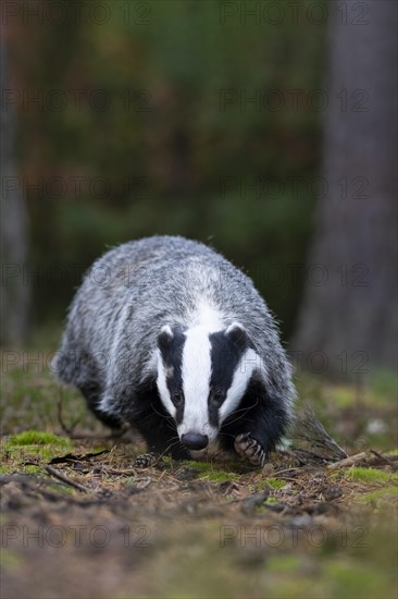 European badger