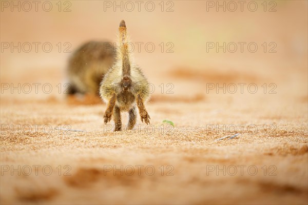 Meerkat