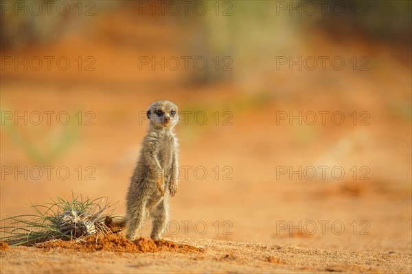 Meerkat