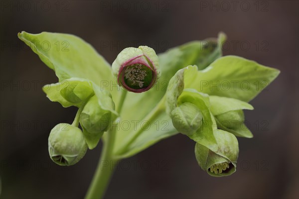 Stinking hellebore