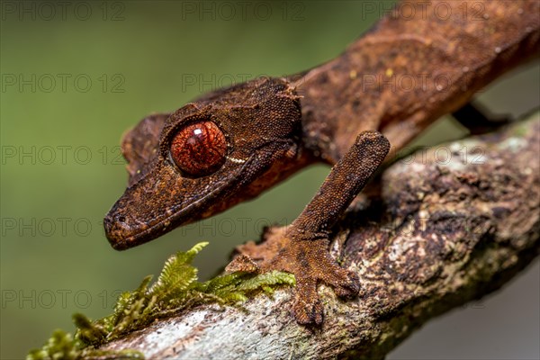 Flat-tailed gecko