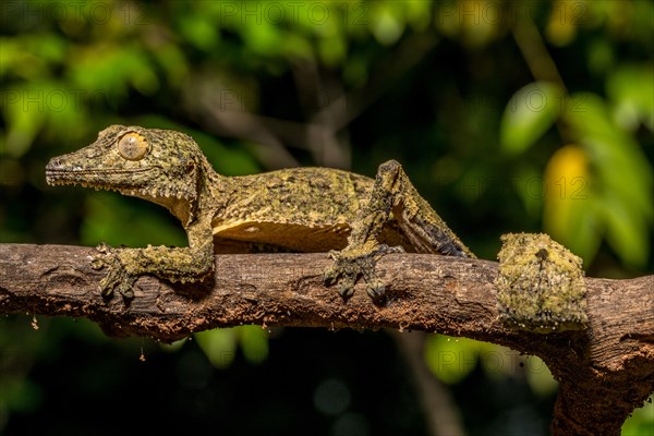 Henkel's flat-tailed gecko