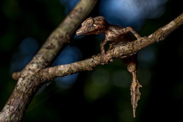 Montagne d Ambre Flat-tailed Gecko