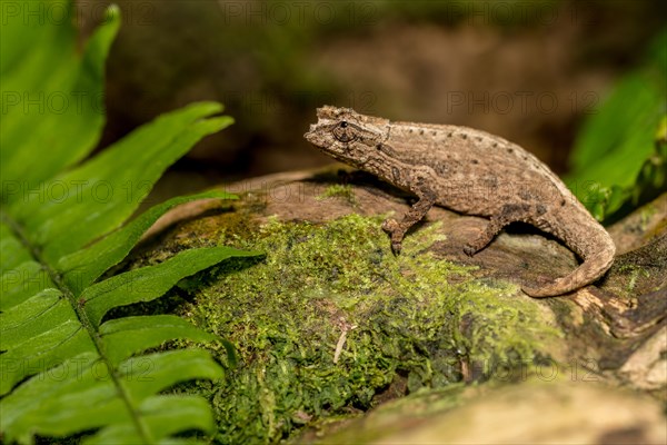 Montagne d Ambre Earth Chameleon