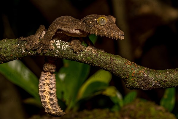 Mossy leaf-tailed gecko