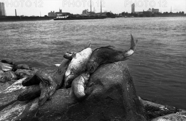 The poison accident on the Rhine