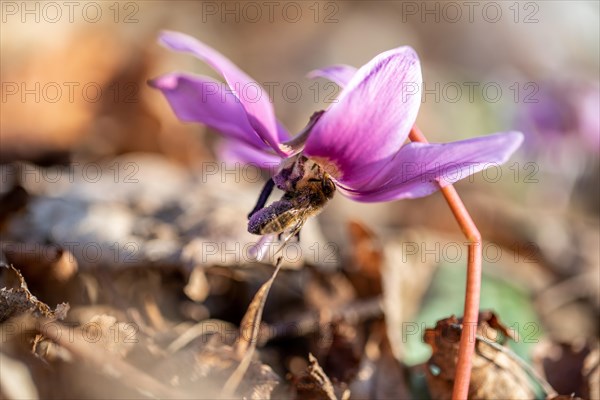 Flowering dog's tooth violet