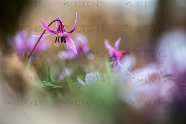 Flowering dog's tooth violet