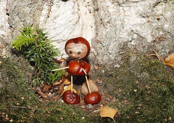 Cute chestnut figure standing in front of birch trunk