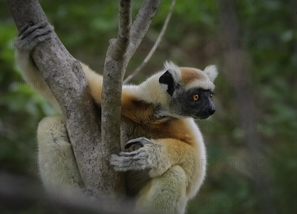 Golden-crowned sifaka