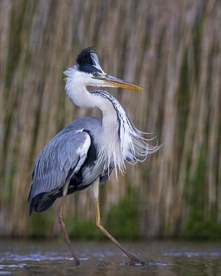 Grey heron