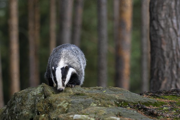 European badger