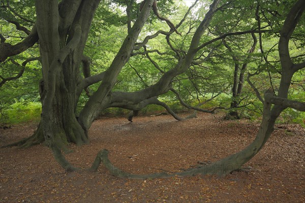 Common beech