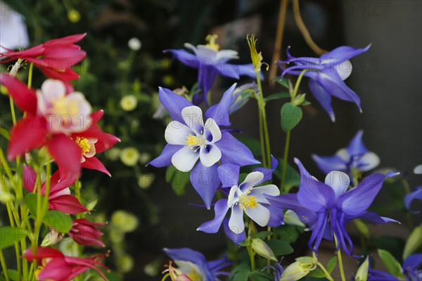 Columbines