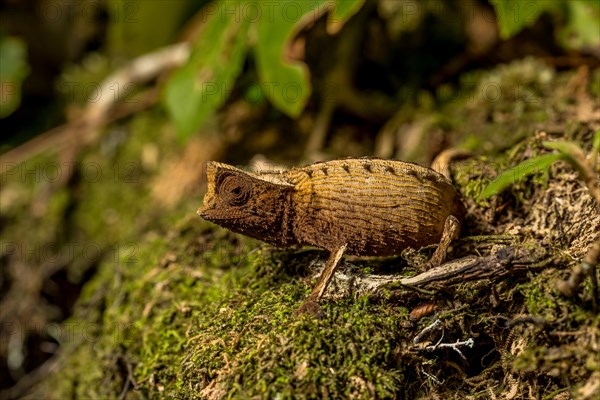 Marojejy leaf chameleon