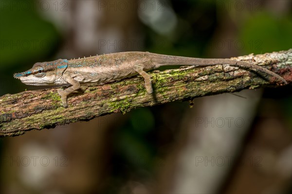 Uetz Vetchling Chameleon