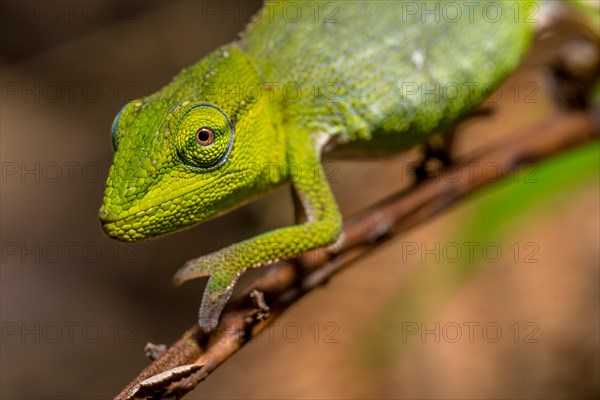 (Calumma guillaumeti), Marojejy National Park, Madagascar, Africa