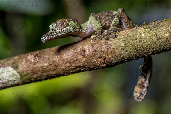 Mossy leaf-tailed gecko